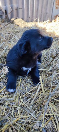 Собака в добрые руки отдам бесплатно