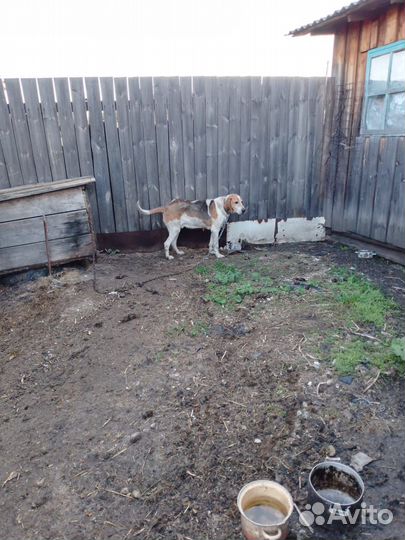 Отдам охотничью собаку