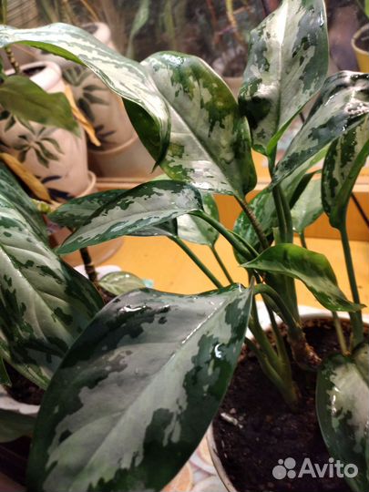 Диффенбахия