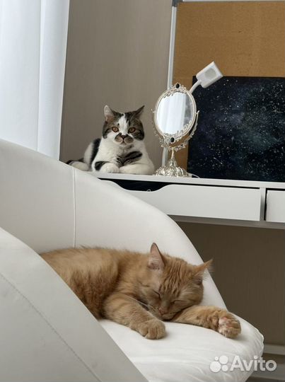 Передержка кошек в уютной квартире