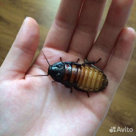 Сверчки, тараканы, зофобас и др