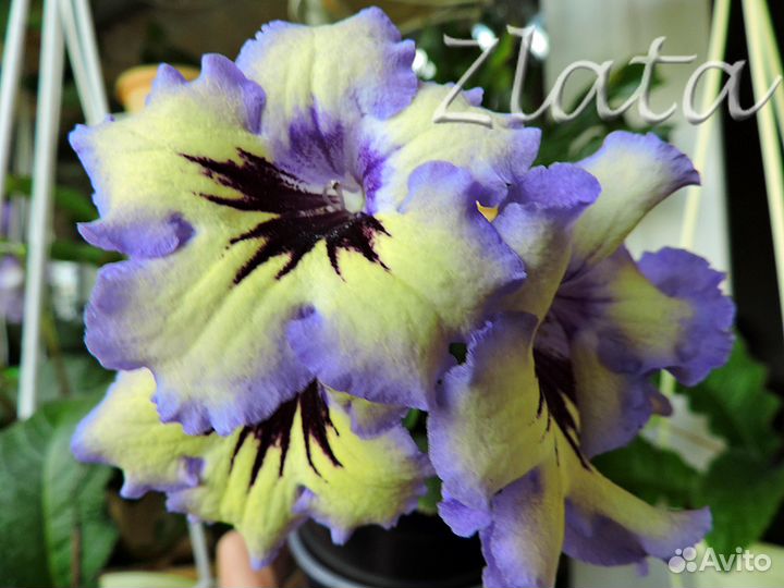 Стрептокарпусы желтоцветковые и не только