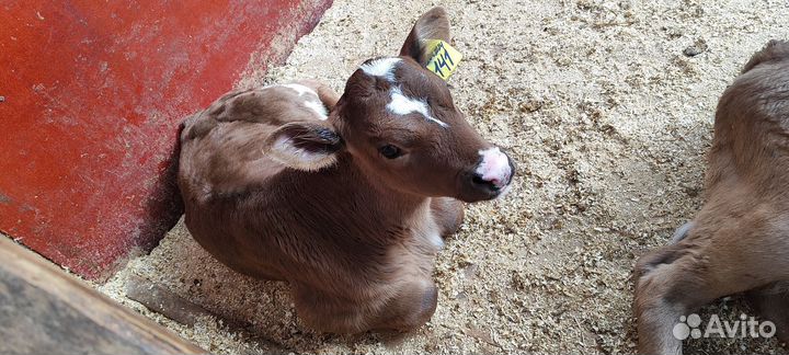 Телята бычки телки