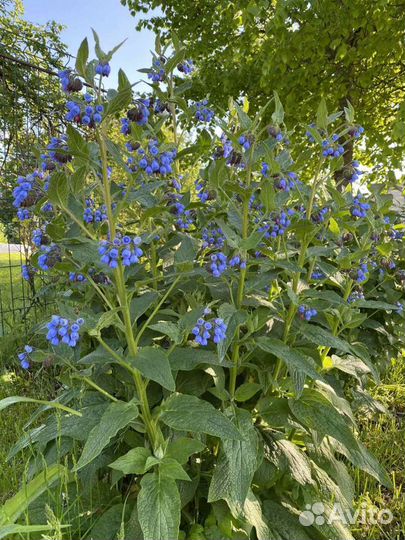 Окопник и папортник