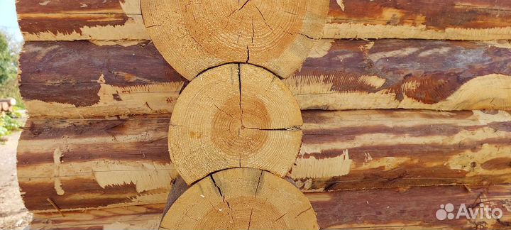 Сруб дома из бревна