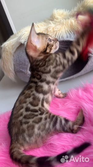 Бенгальская девочка розетка на золоте