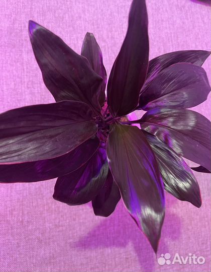 Кордилина мамбо