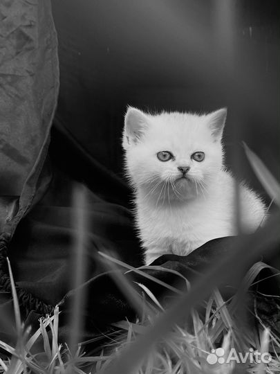 Британские котята серебристая шиншилла