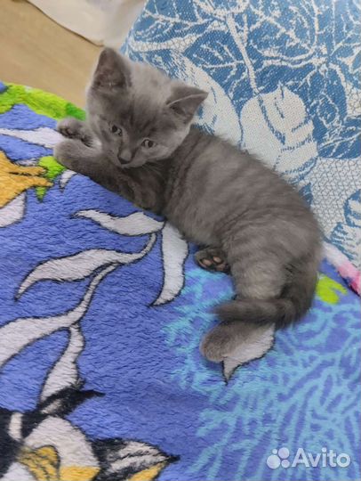 Котик бесплатно