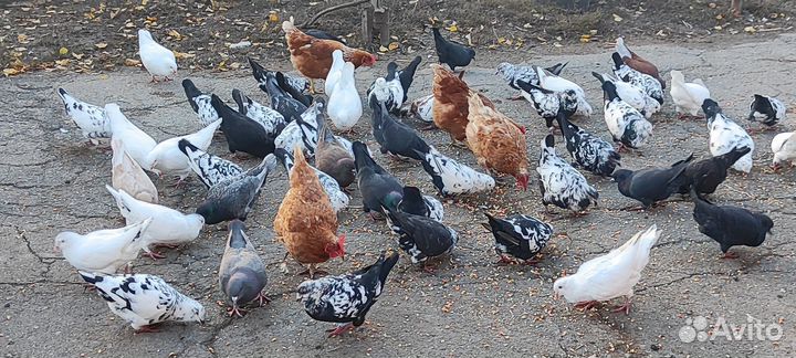 Голуби кинги