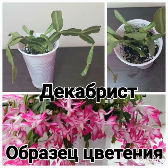 Комнатные цветы