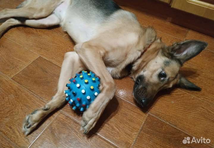 Собака Рона в дар