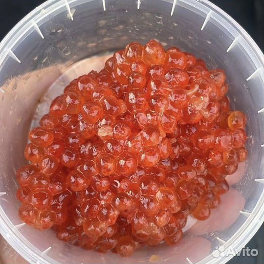 Икра рыб лососевых пород