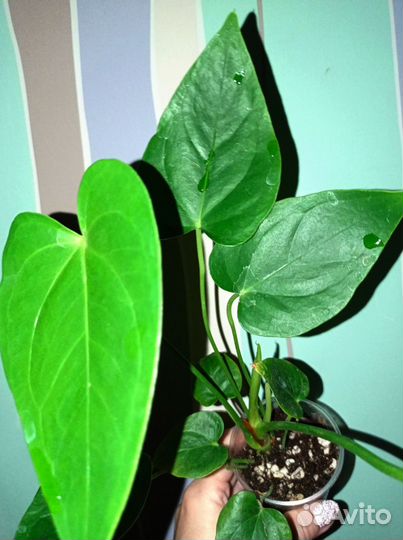 Антуриум аляска