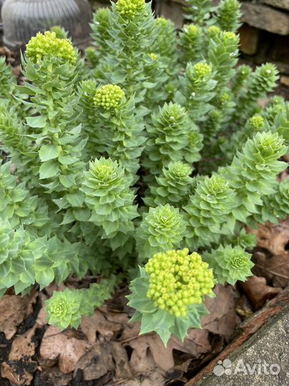 Родиона розовая (золотой корень)