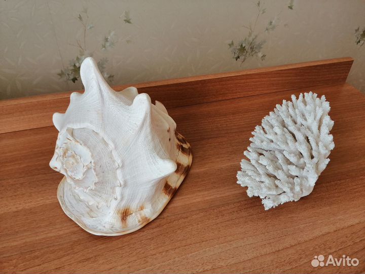 Раковина морская Большая + Коралл