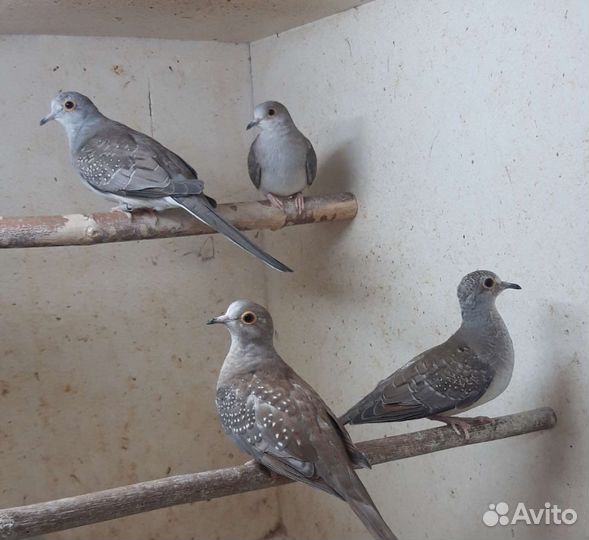 Бриллиантовая горлица