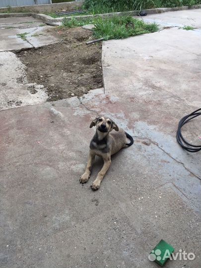 Собака в добрые руки