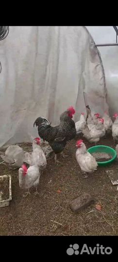 Гусята линда