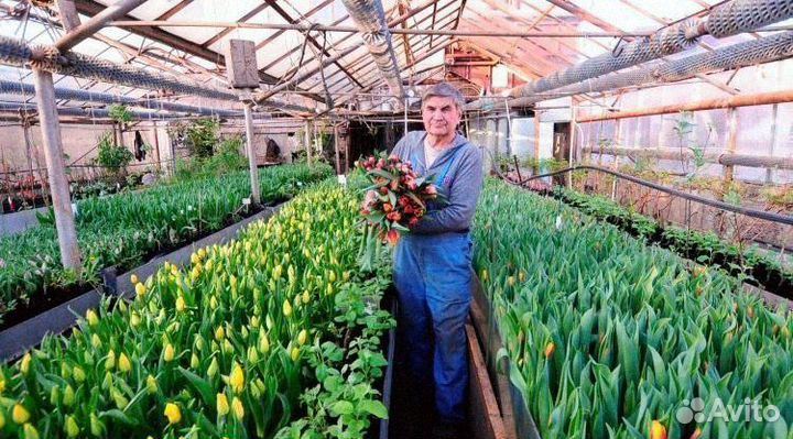 Тюльпаны оптом от производителя
