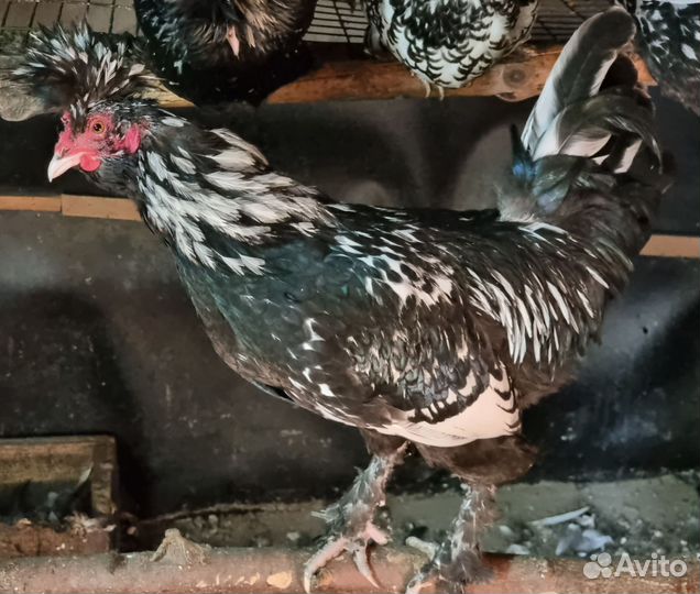 Павловское серебро