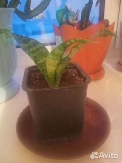 Сансевиерия