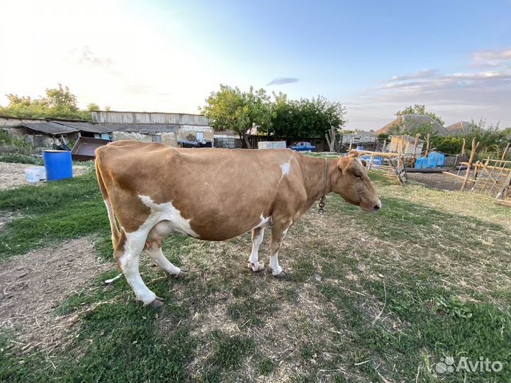 Корова дойная