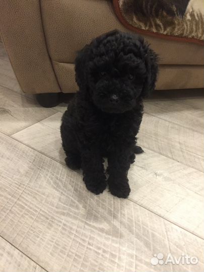 Щенок малый пудель