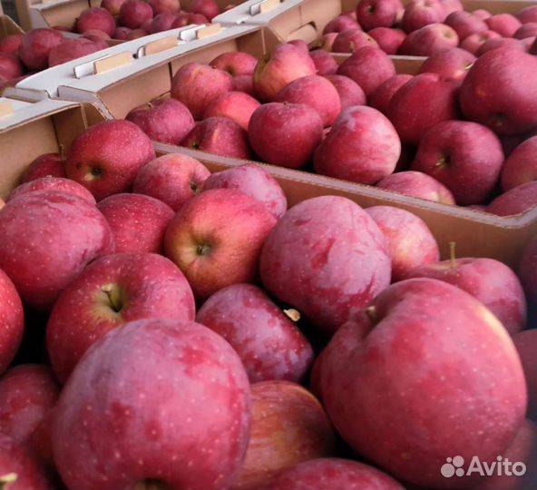 Яблоки сезонные