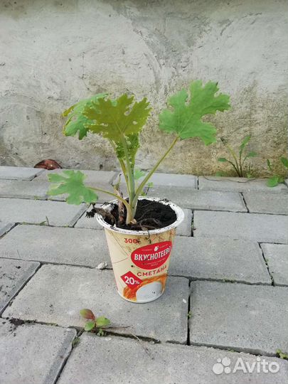 Маклея