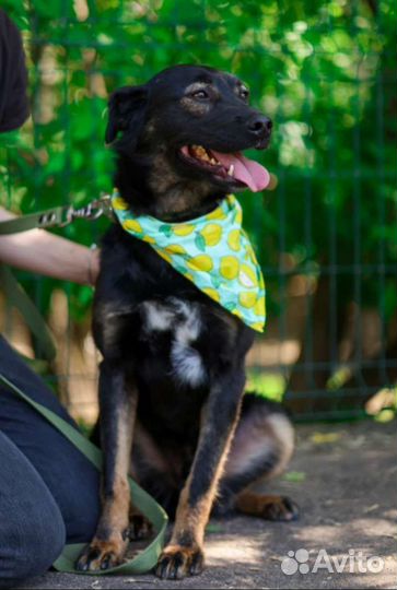 Собака в добрые руки