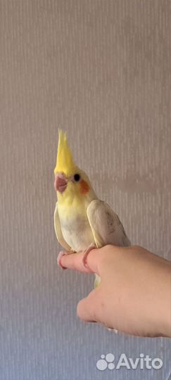 Попугай корелла птенец