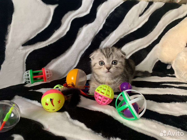 Вислоухие котята