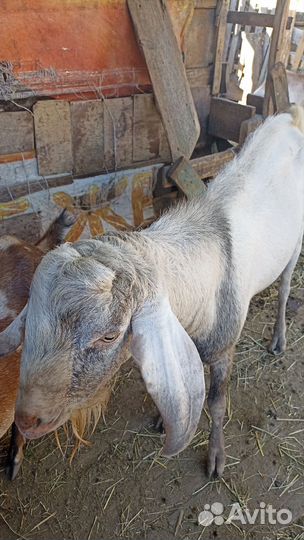 Нубийский козел