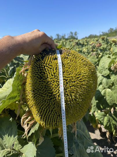 Семена Подсолнечника канадаской селекции