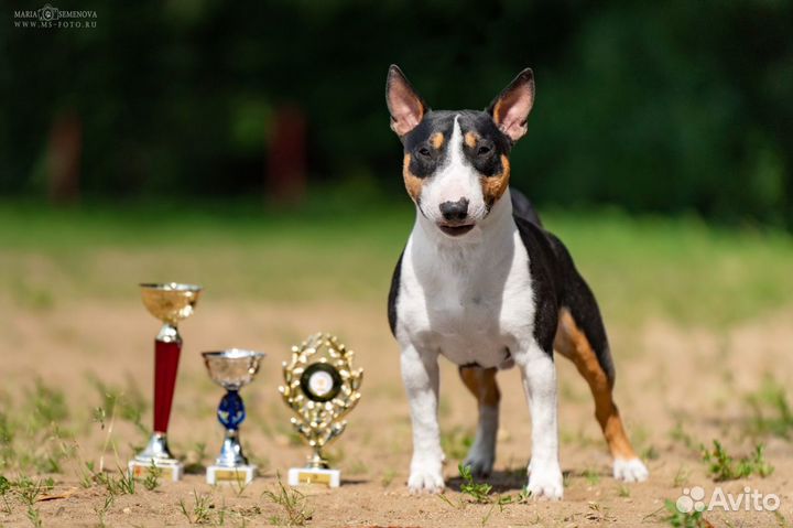 Кобель на вязку миниатюрный бультерьер (мини)