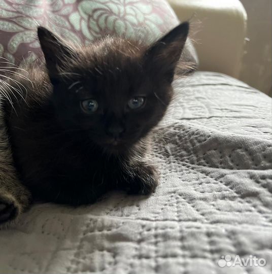 Кошки в добрые руки бесплатно
