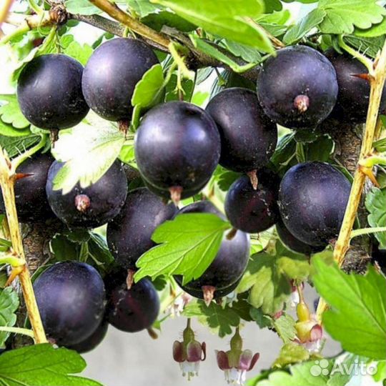 Саженцы крыжовника Черномор