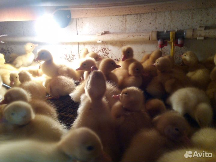 Суточные утята