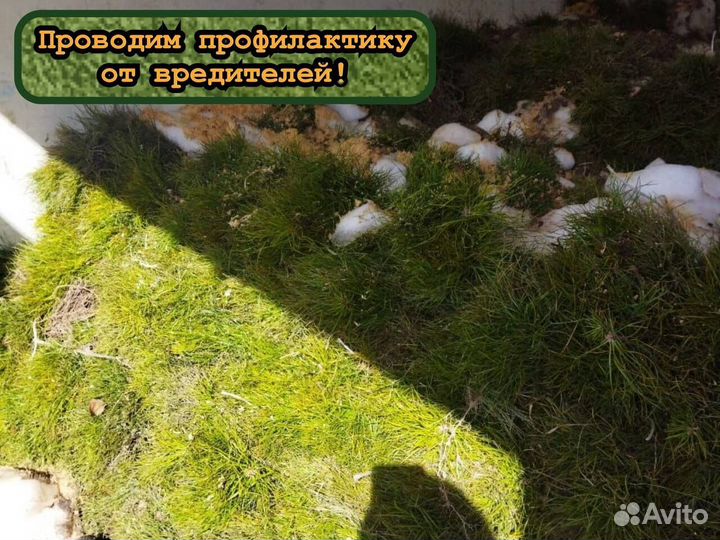 Сеянцы сосны и ели с окс