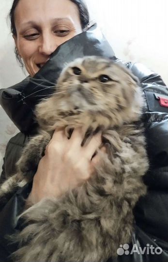 Шотландский кот хайленд фолд для Вязки