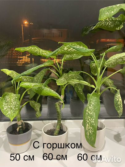 Диффенбахия