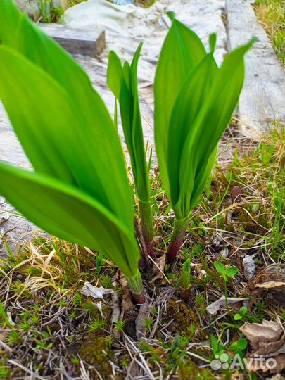 Клубника и цветы многолетние