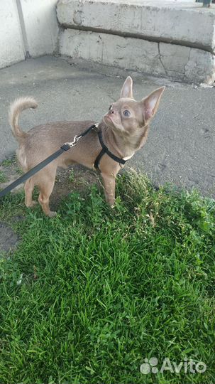 Вязка кобель чихуахуа