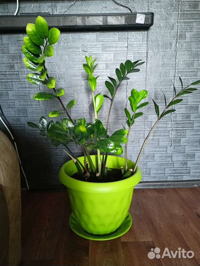 Замиокулькас