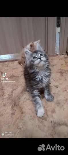 Котята мейн-кун