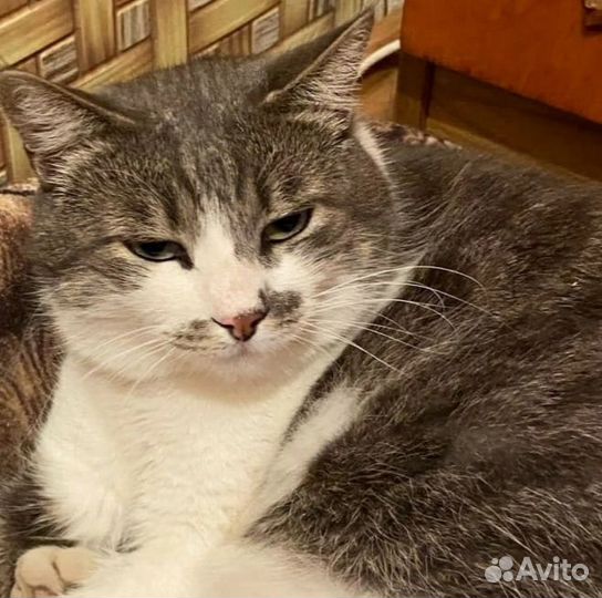 Кошка в беде