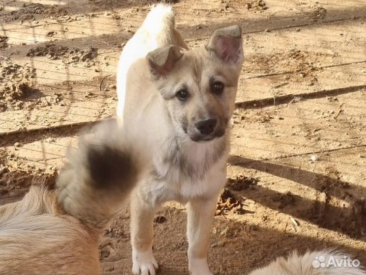 Щенки в добрые руки