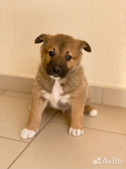 Щенок в добрые руки