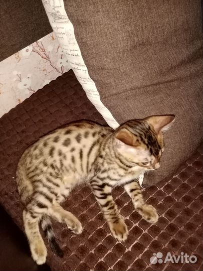 Бенгальская